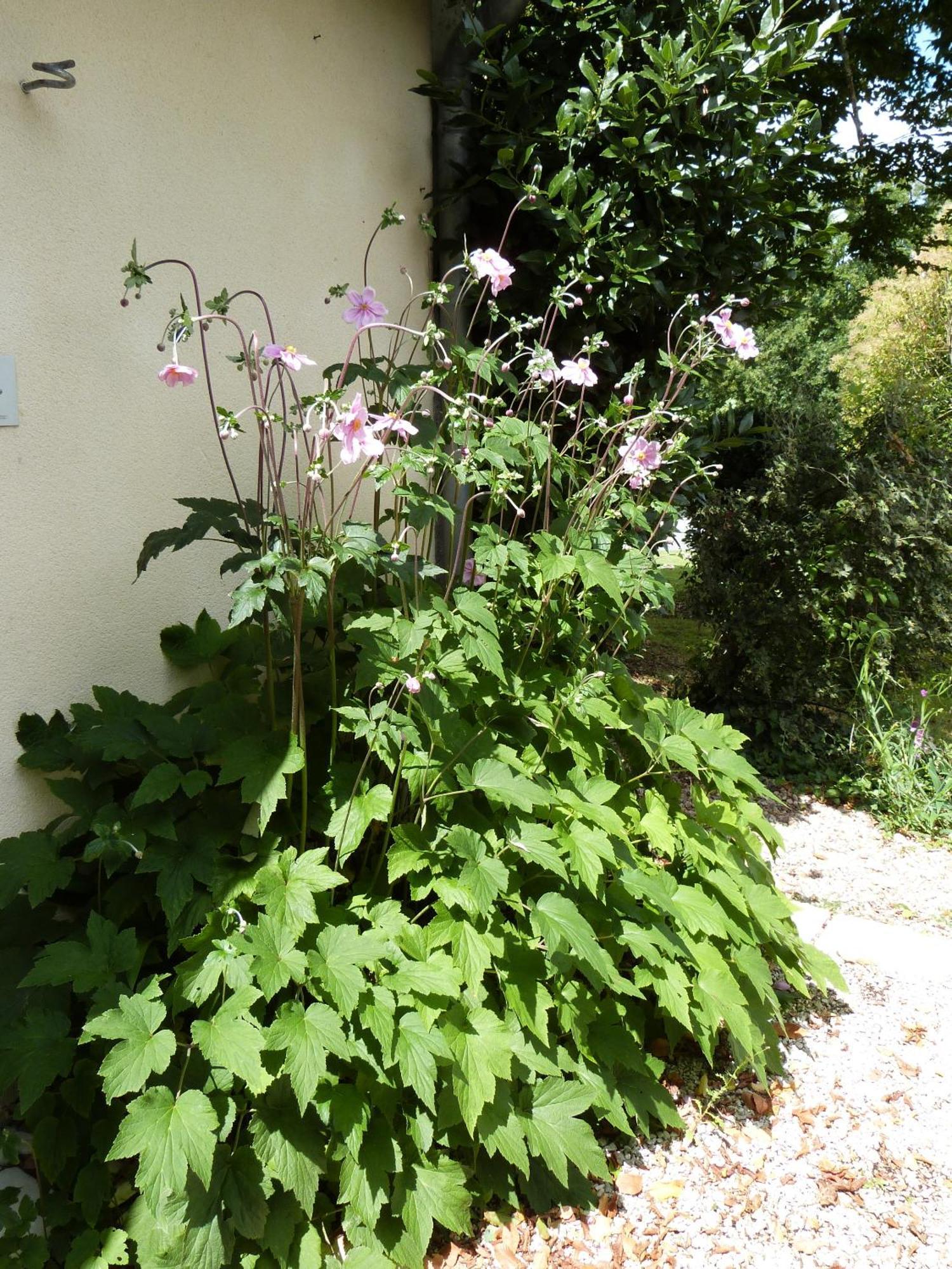 Le Logis De La Brumanderie - Saintes Fontcouverte (Charente-Maritime) Quarto foto